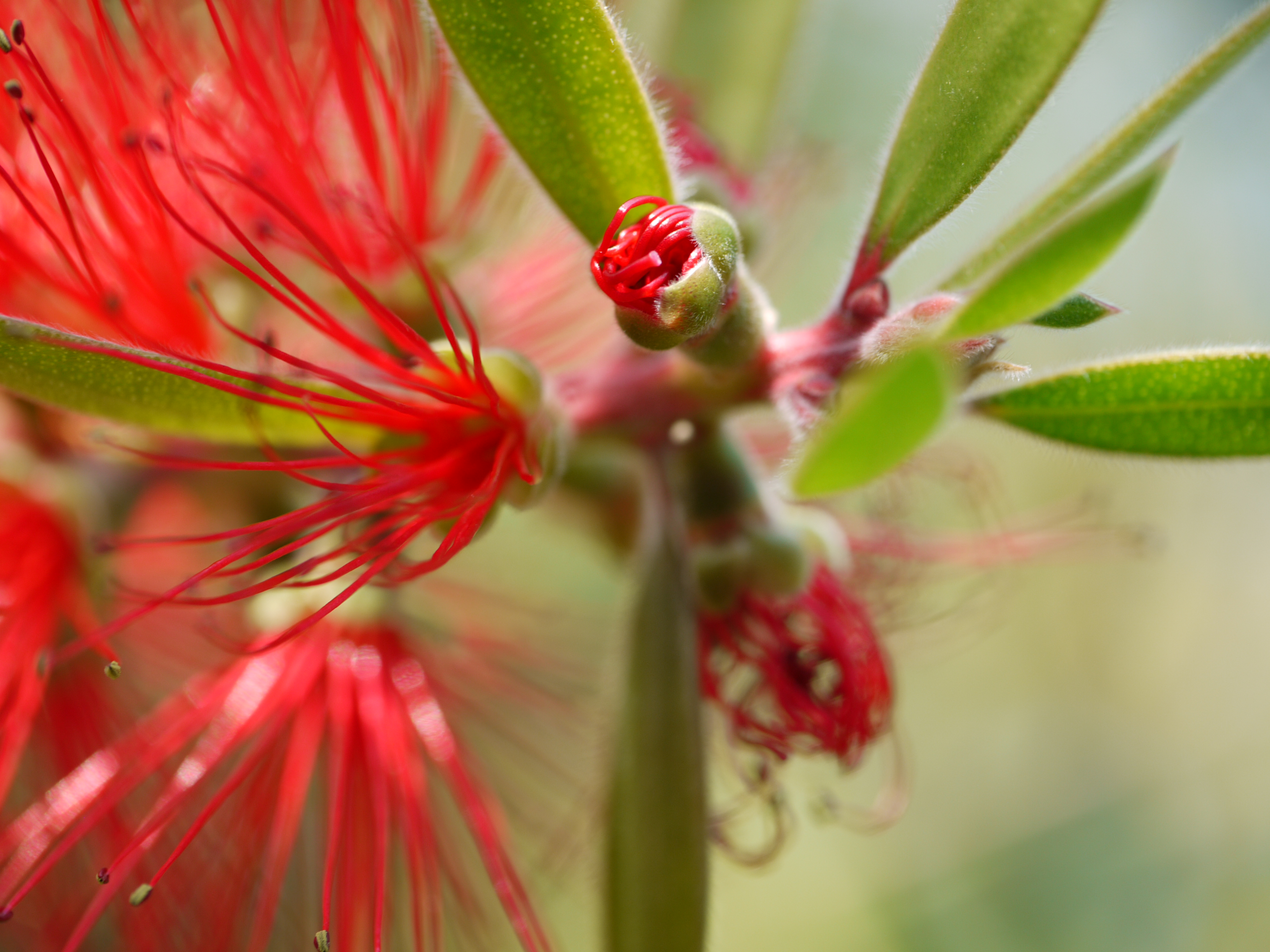 通勤途中　Callistemon 